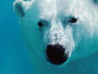 Polar bear - DepositPhotos.com