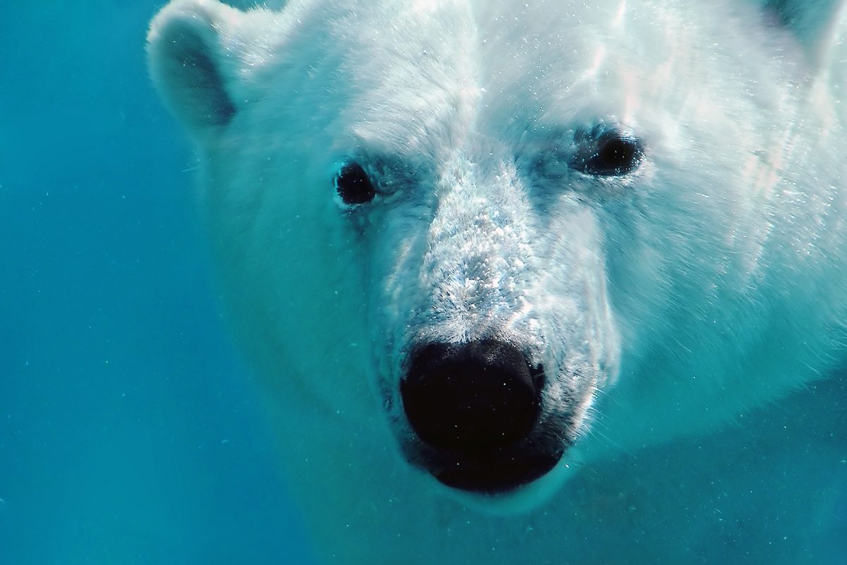 Polar bear - DepositPhotos.com