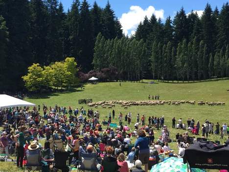 Vashon Island Sheepdog Classic