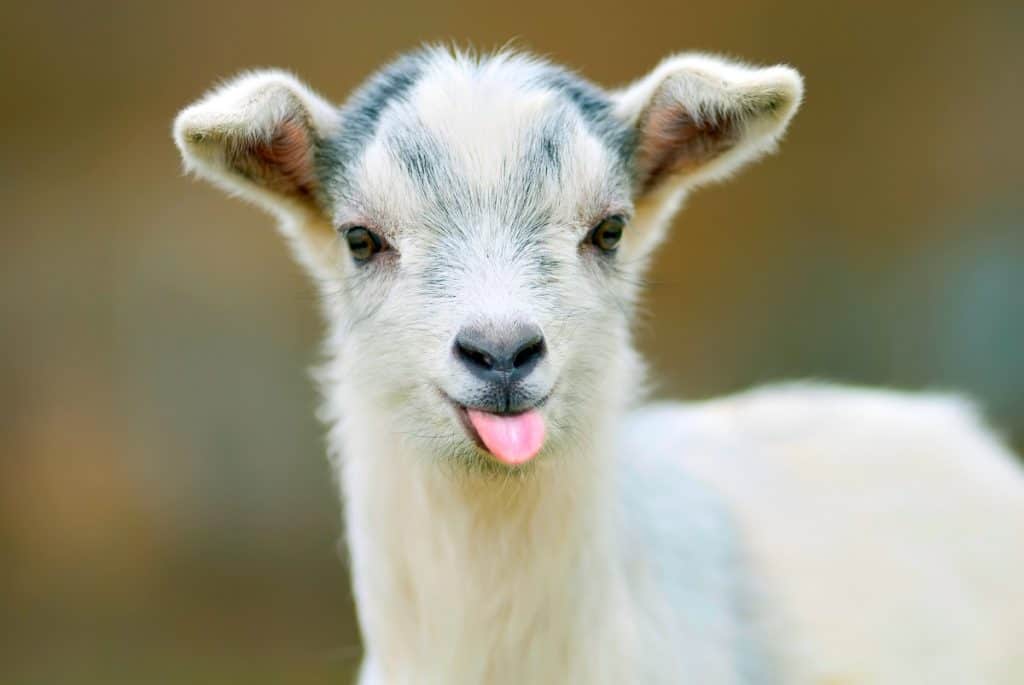 Young goat