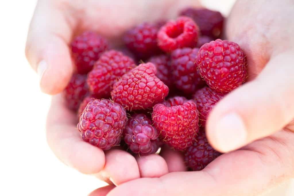 Handful of fresh red raspberries