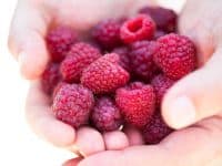 Handful of fresh red raspberries