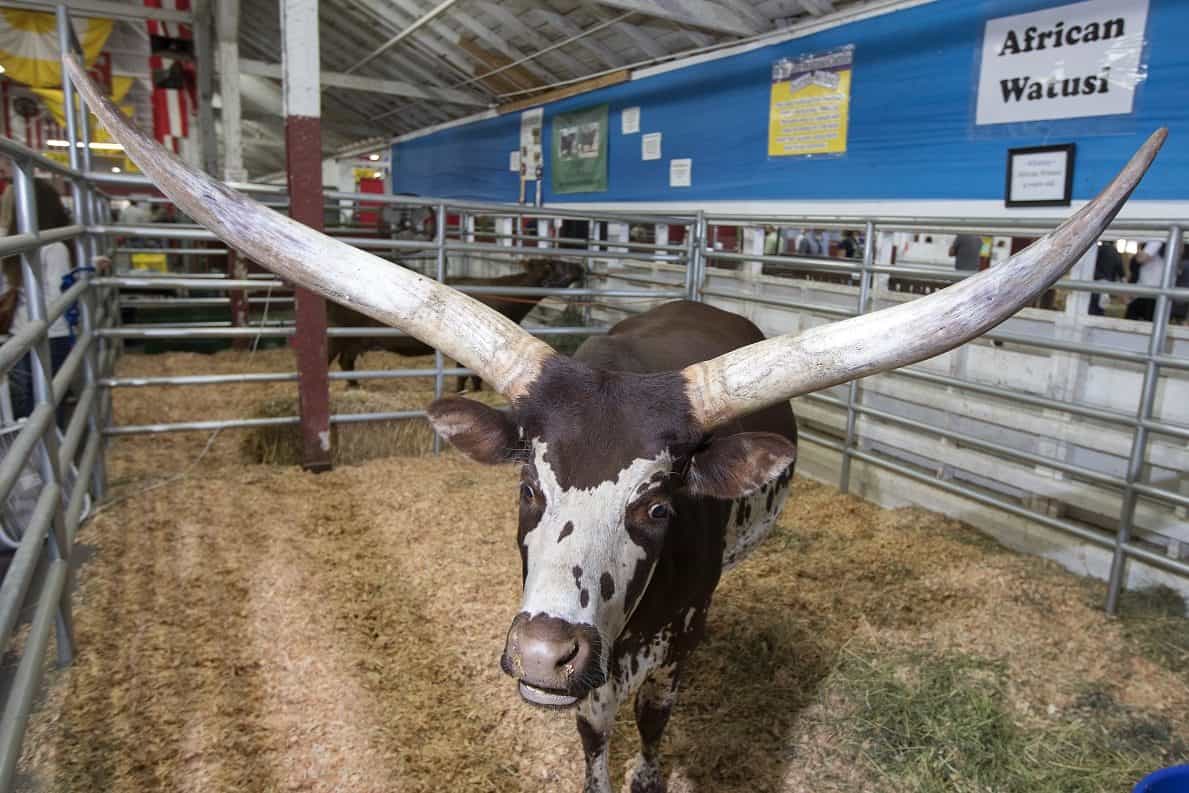 Washington state fair discount coupons