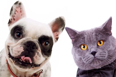 grey cat and french bull dog