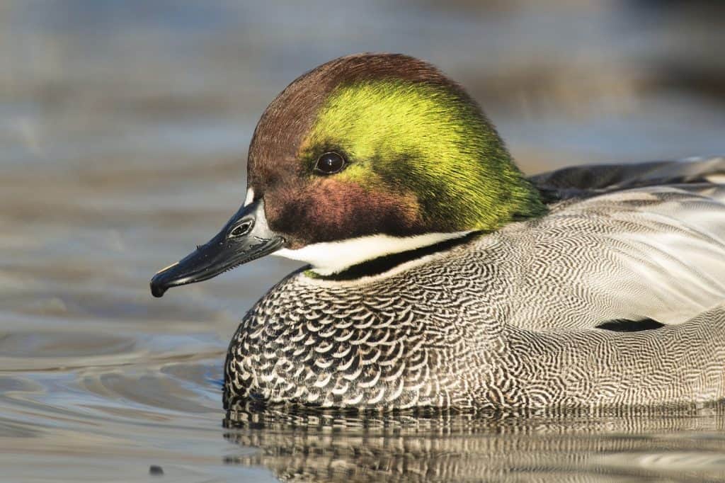 Drake Falcated duck. Photo by schlag - DepositPhotos.com