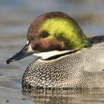Drake Falcated duck. Photo by schlag - DepositPhotos.com