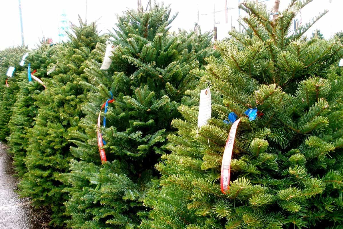 Cheap Fresh Cut Christmas Trees Near Me