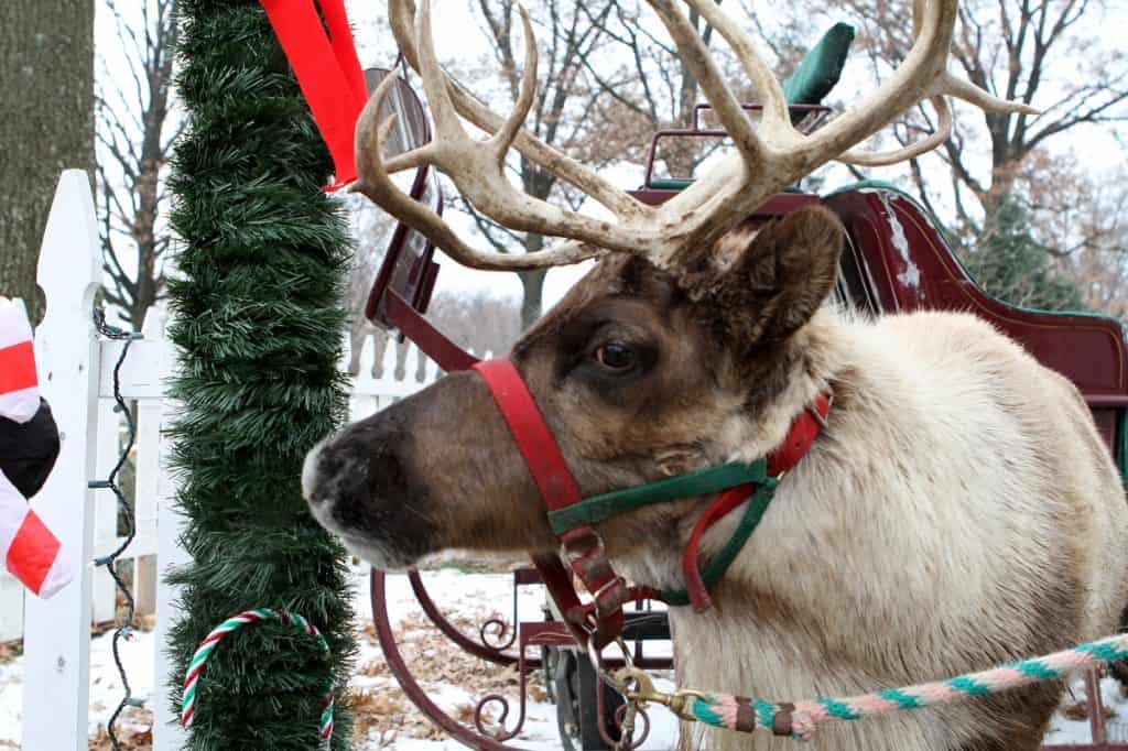 Reindeer photo by Marcotte24 - Depositphotos.com