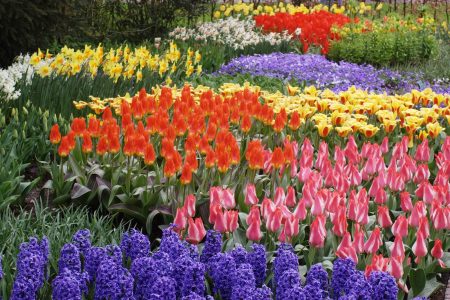 spring flowers
