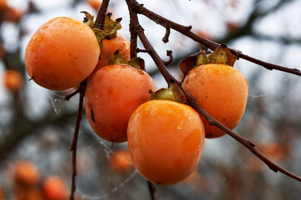 Persimmon fruits photo by LuaAr - Depositphotos.com