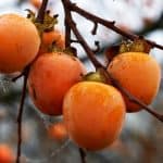 Persimmon fruits photo by LuaAr - Depositphotos.com