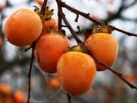 Persimmon fruits photo by LuaAr - Depositphotos.com