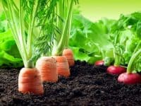 carrots and radishes growing in a garden