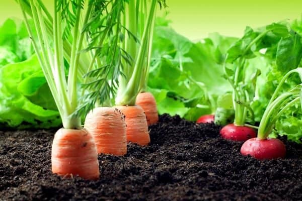 Carrot and radishes in the vegetable garden