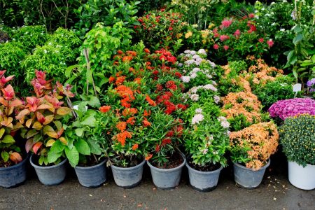 pots of plants for sale at a nursery