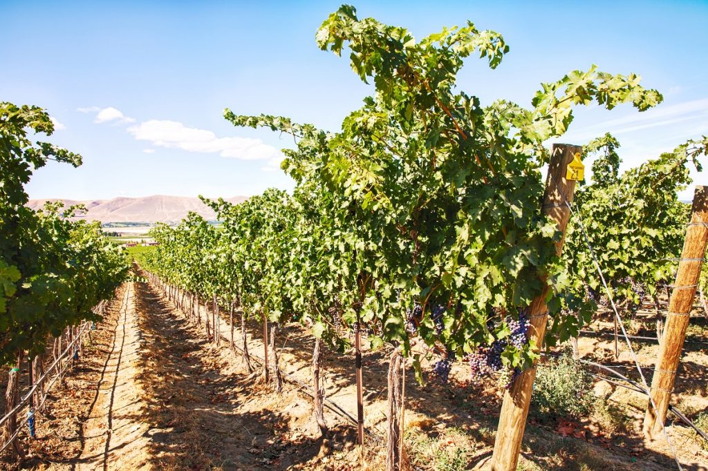 Grapevines in the Red Mountain vineyard, Benton County, Washington State - DepositPhotos.com