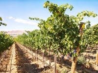 Grapevines in the Red Mountain vineyard, Benton County, Washington State - DepositPhotos.com