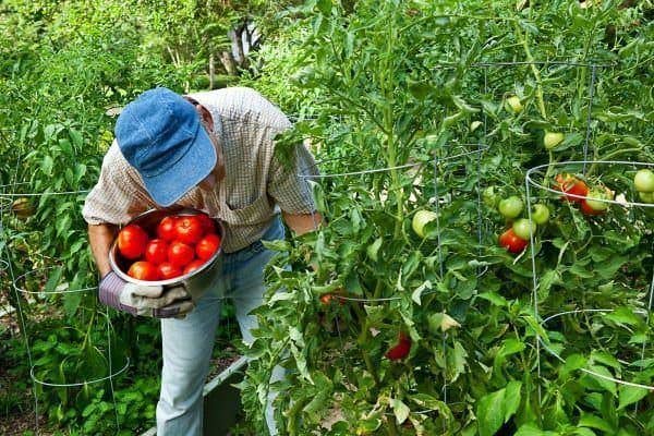 Picking tomatoes in the vegetable garden