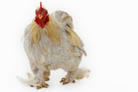 chicken farm animal