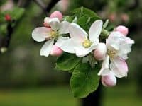 apple blossoms - DepositPhotos.com