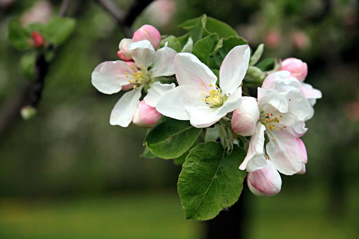apple blossoms - DepositPhotos.com