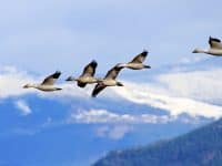 Snow Geese Flying by mountains in Skagit Valley Washington