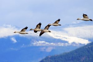 Snow Geese Flying by mountains in Skagit Valley Washington
