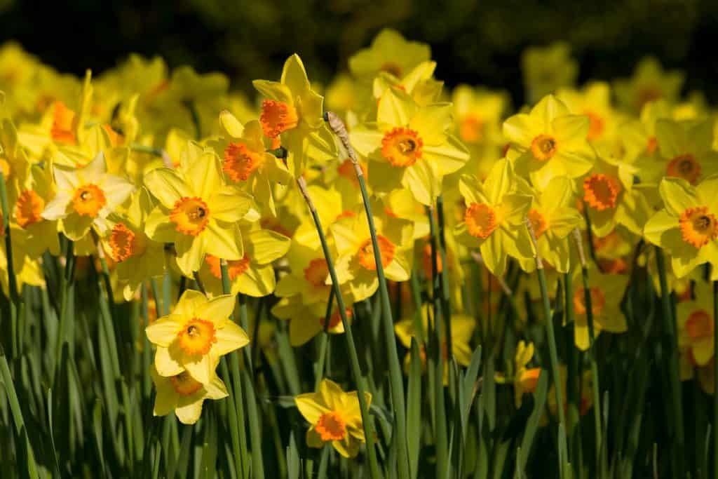 Field of daffodils