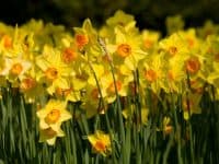 Field of daffodils