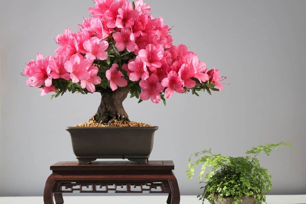 blooming bonsai azalea