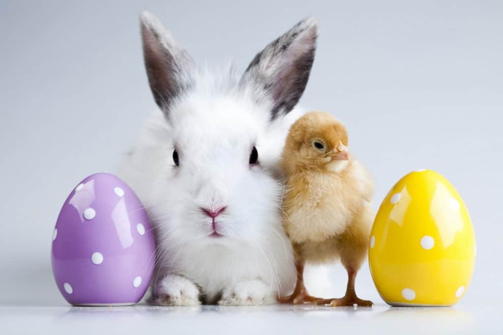 Easter eggs, bunny, and chick