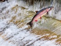 Spawning salmon jumps the fish ladder at Issaquah Hatchery