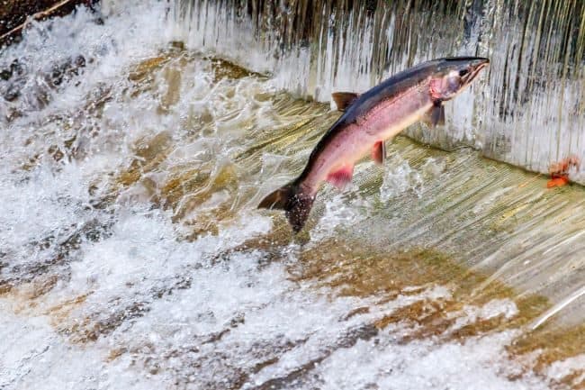 Spawning salmon jumps the fish ladder at Issaquah Hatchery