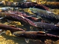 Migrating salmon during the fall salmon spawning season