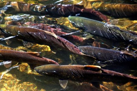 Migrating salmon during the fall salmon spawning season