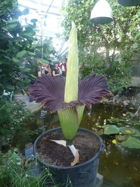 Titan Arum or Corpse Flower