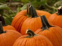 Pumpkins in a field