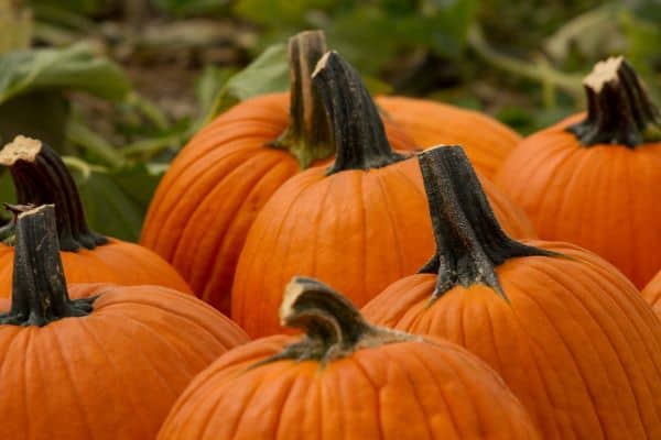 Pumpkins in a field