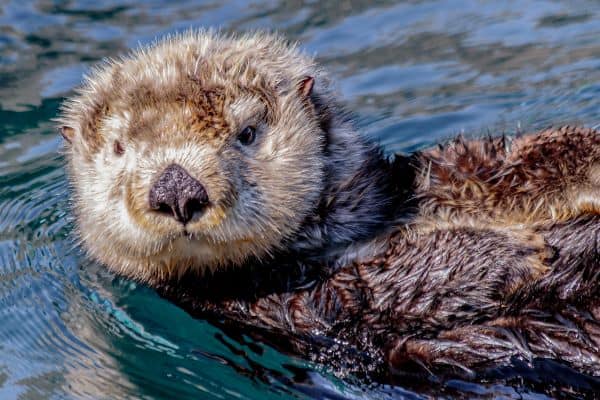 sea otter