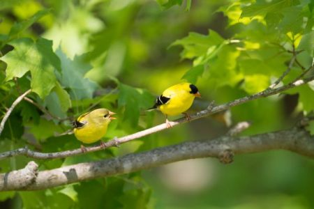 American yellow goldfinch male female pair