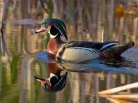 Wood duck in natural habitat