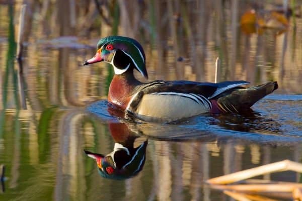 Wood duck in natural habitat