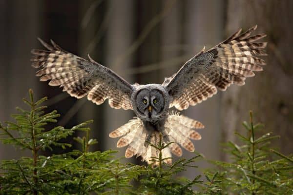 Gray owl in flight