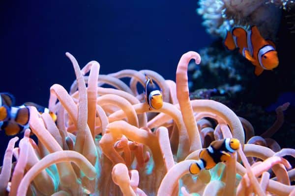 Sea anemone and clown fish at Seattle marine aquarium