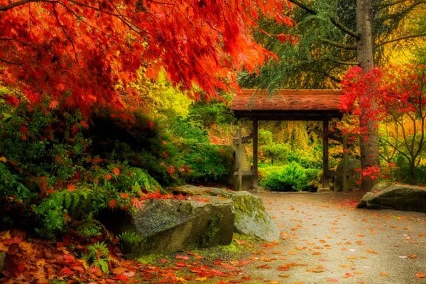 Seattle Japanese Garden maple trees in fall