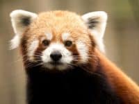 red panda