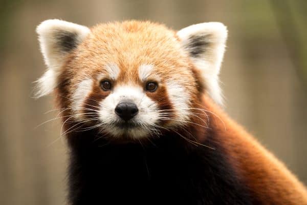 red panda