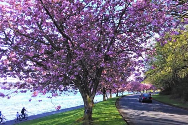 Cherry blossom trees along Lake Washington Blvd S photo by Carole Cancler