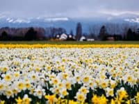 Daffodil fields in La Conner, WA
