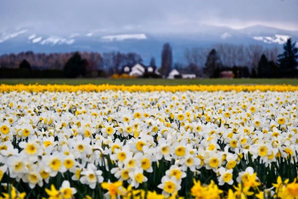 Daffodil fields in La Conner, WA